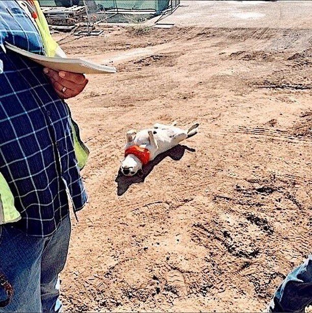 Happy dog rolled onto its back at a BMY construction site